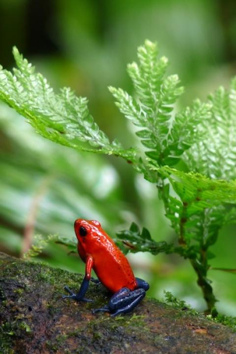 red frog in a rainforest — nature — biodiversity